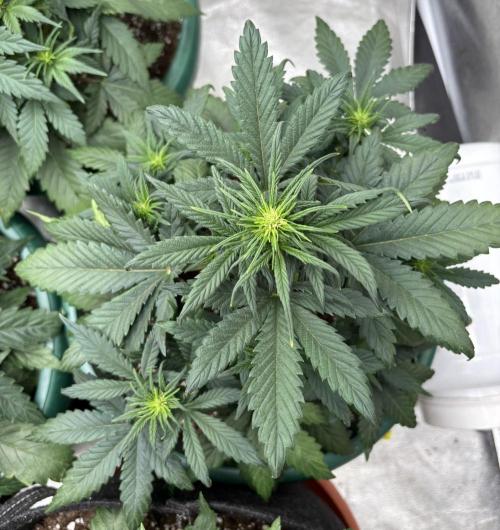 Pound Cake auto. Week 4