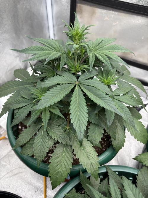 Pound Cake auto. Week 4