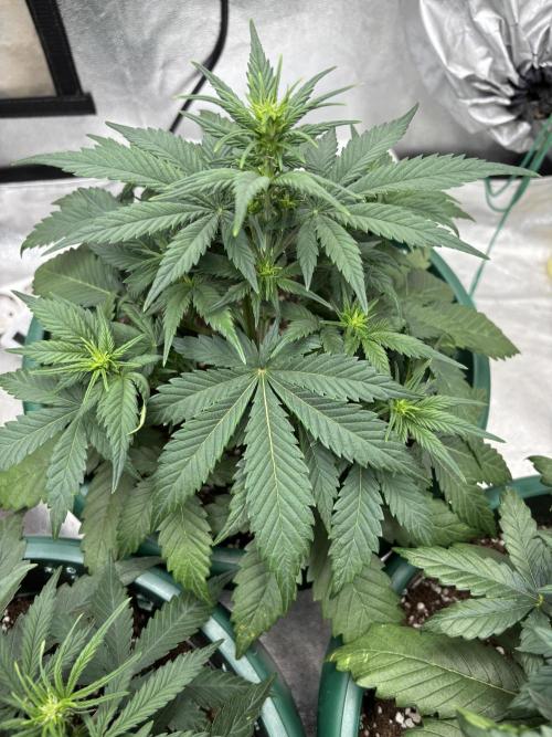 Pound Cake auto. Week 4