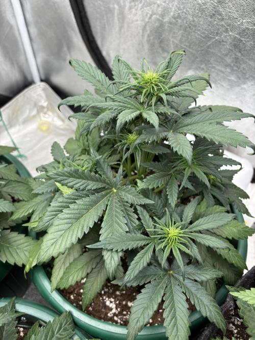 Pound Cake auto. Week 4