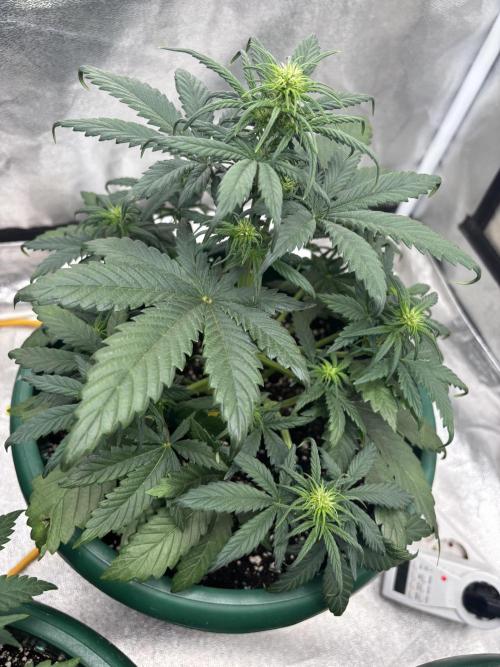 Pound Cake auto. Week 4