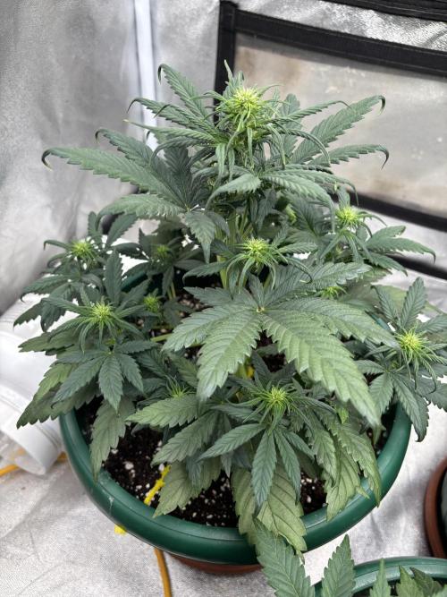 Pound Cake auto. Week 4