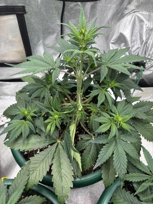 Pound Cake auto. Week 4