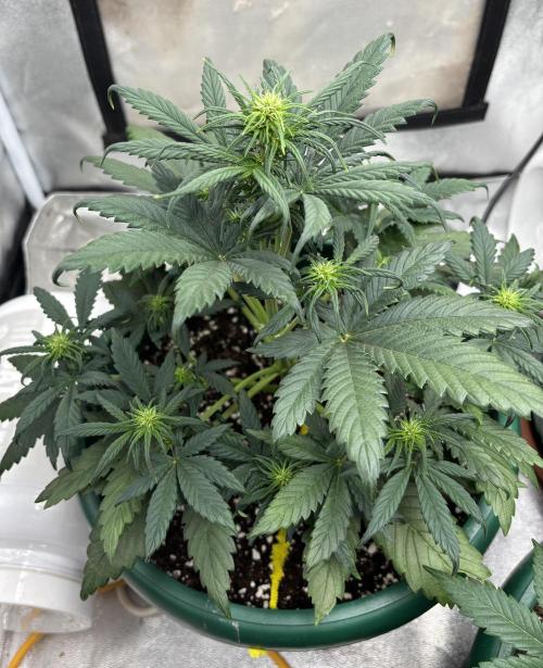 Pound Cake auto. Week 4