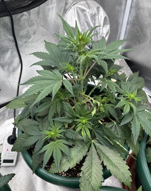 Pound Cake auto. Week 4