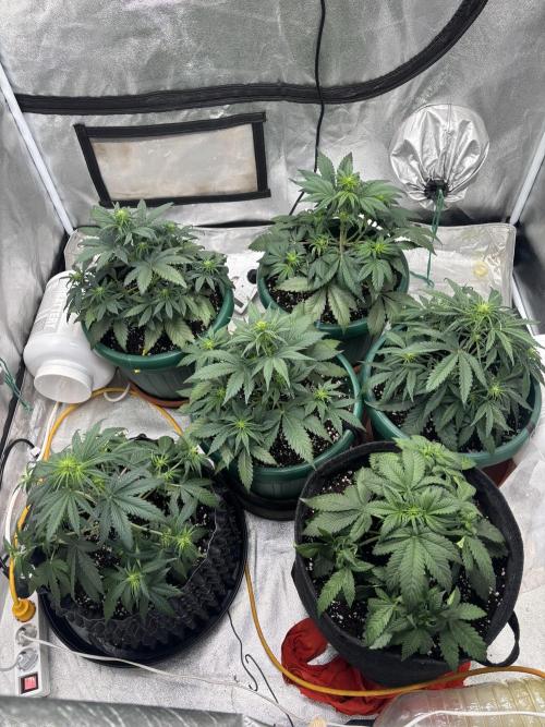 Z-UP auto. Week 4 - Whole Fast Buds team autos