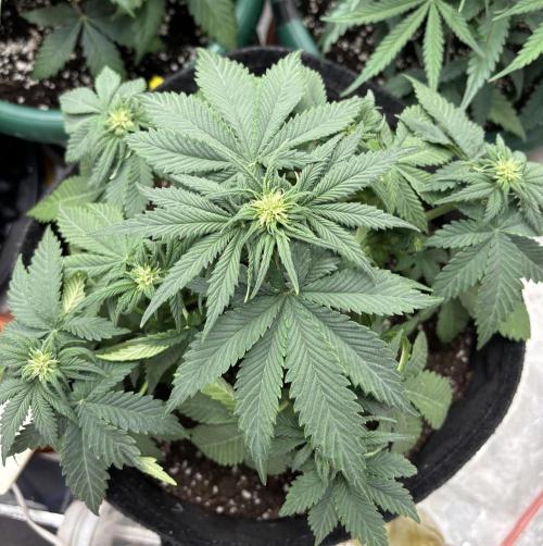 Cherry Cola auto. Week 4