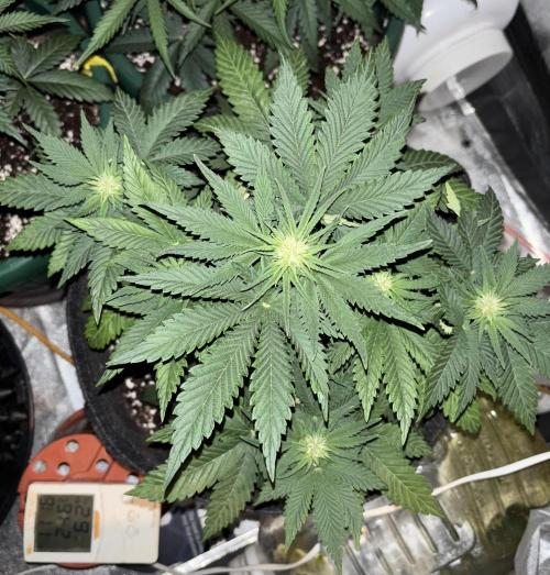 Cherry Cola auto. Week 4