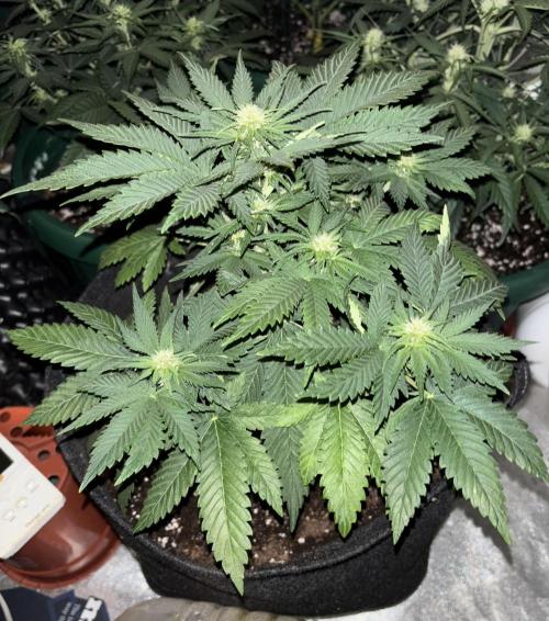 Cherry Cola auto. Week 4