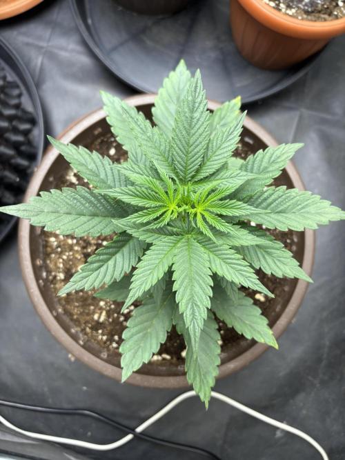 Lemon Cherry Gelato. Week 4