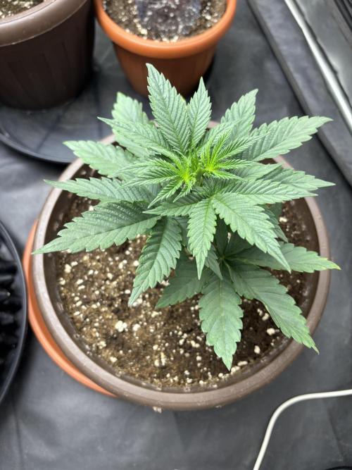 Lemon Cherry Gelato. Week 4