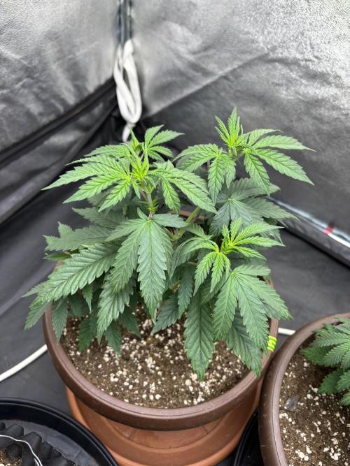 Lemon Cherry Gelato. Week 4