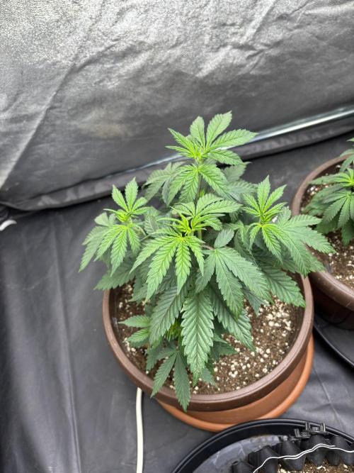 Lemon Cherry Gelato. Week 4