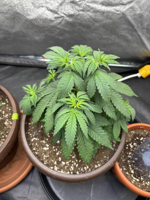 Lemon Cherry Gelato. Week 4