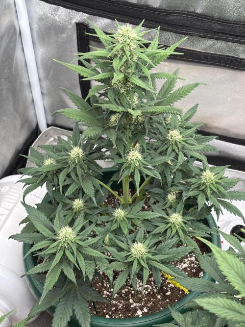 Pound Cake auto. Week 5