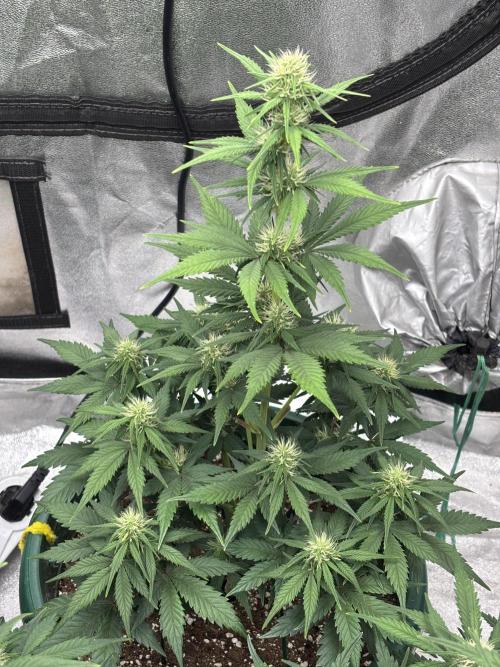 Pound Cake auto. Week 5