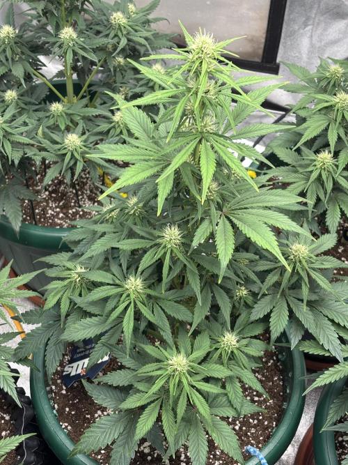 Pound Cake auto. Week 5