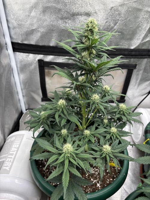 Pound Cake auto. Week 5