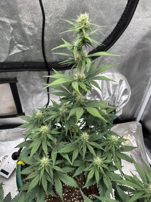 Pound Cake auto. Week 5