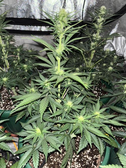 Pound Cake auto. Week 5