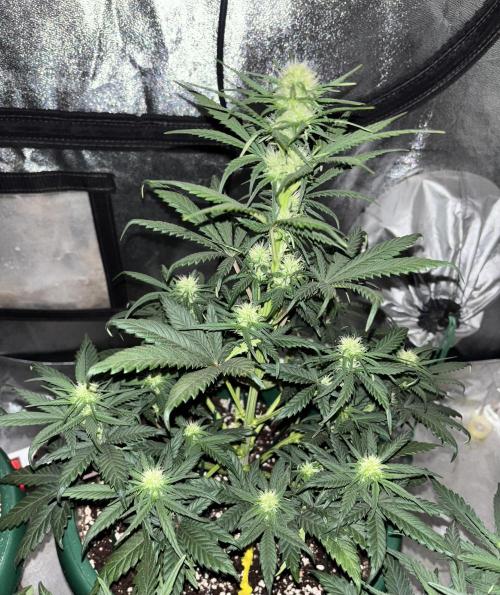 Pound Cake auto. Week 5