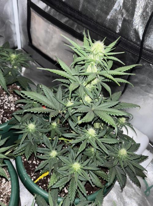 Pound Cake auto. Week 5