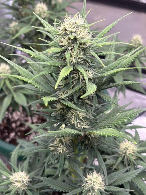 Pound Cake auto. Week 6