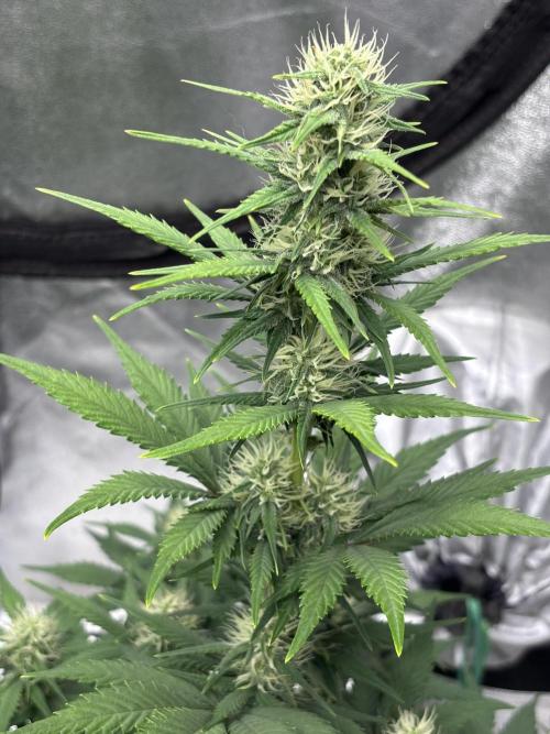 Pound Cake auto. Week 6