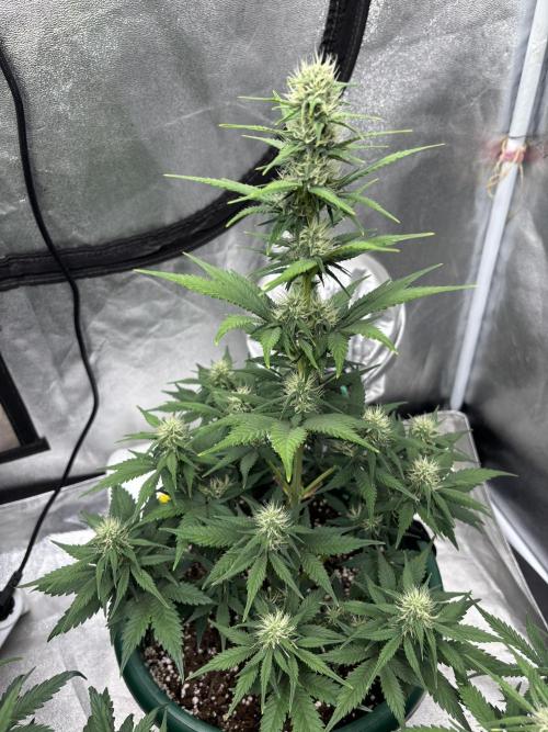 Pound Cake auto. Week 6