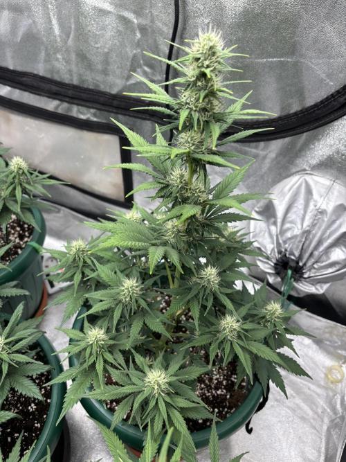 Pound Cake auto. Week 6