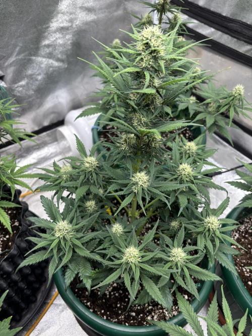 Pound Cake auto. Week 6