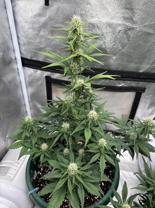 Pound Cake auto. Week 6