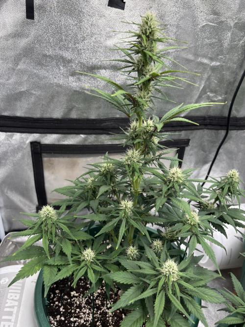 Pound Cake auto. Week 6