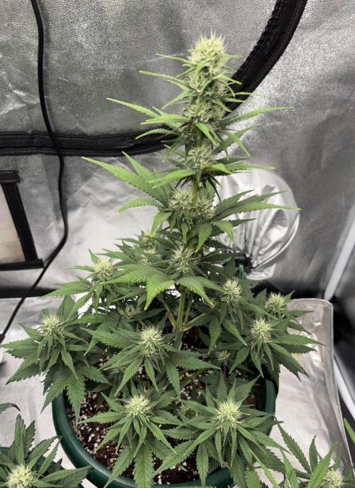 Pound Cake auto. Week 6