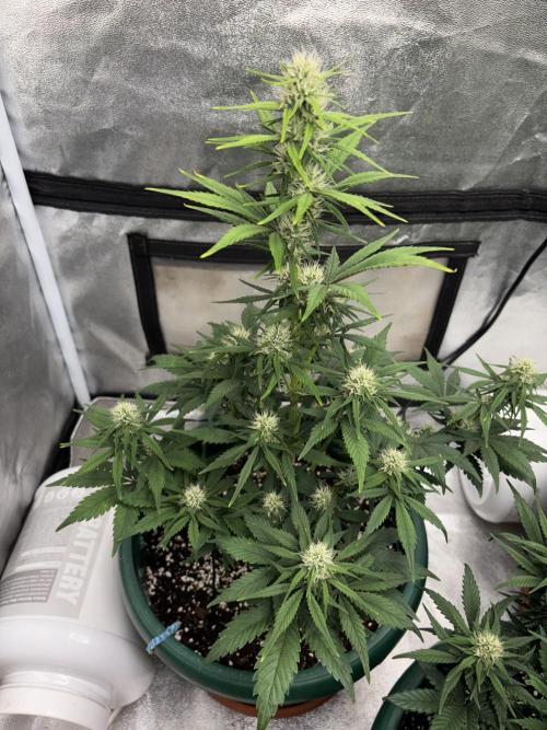 Pound Cake auto. Week 6