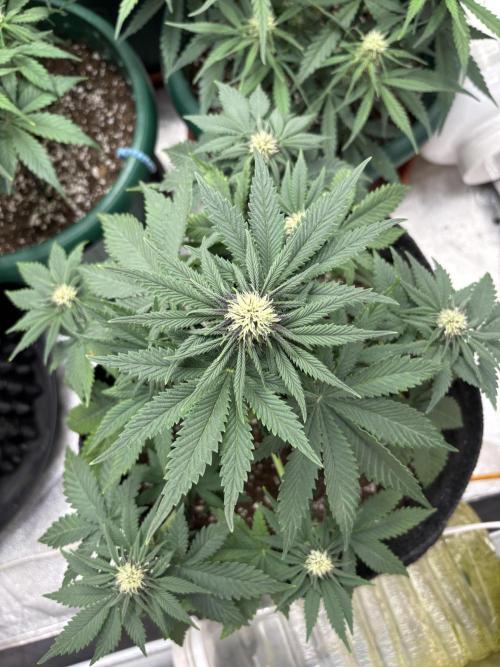 Cherry Cola auto. Week 5