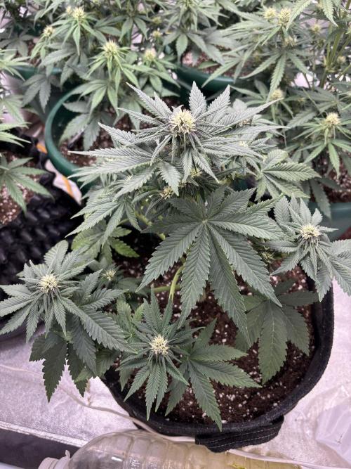 Cherry Cola auto. Week 5