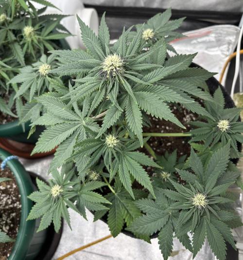 Cherry Cola auto. Week 5