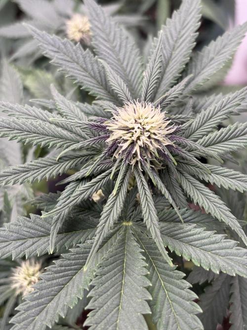 Cherry Cola auto. Week 5