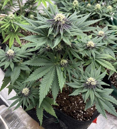 Cherry Cola auto. Week 6