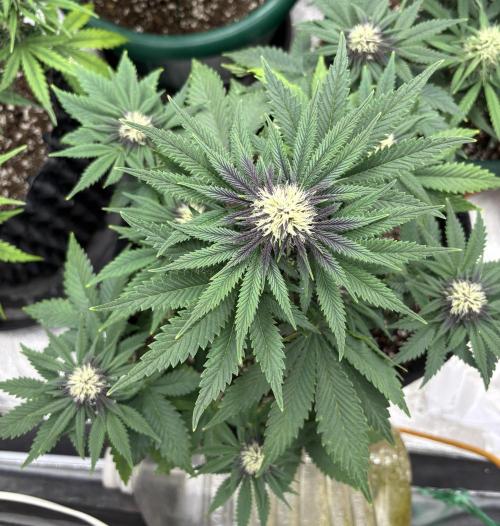 Cherry Cola auto. Week 6