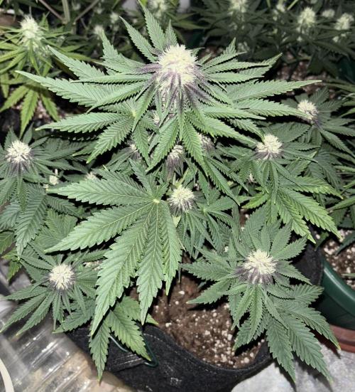 Cherry Cola auto. Week 6