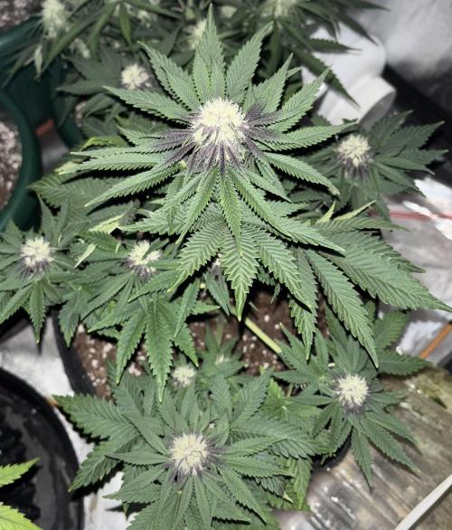 Cherry Cola auto. Week 6