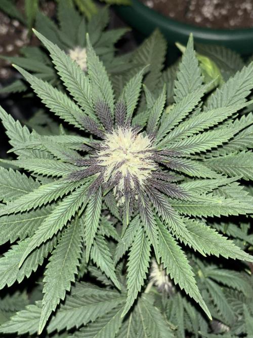 Cherry Cola auto. Week 6