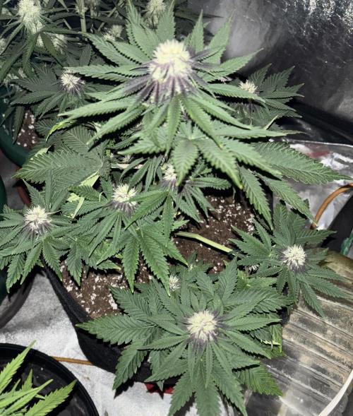 Cherry Cola auto. Week 6