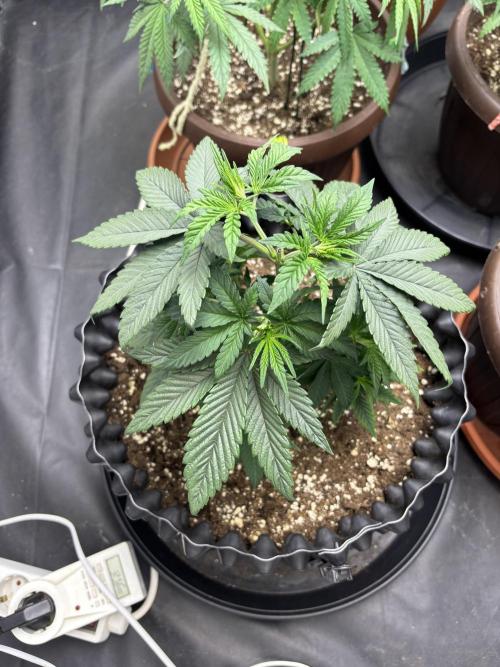 Lemon Cherry Gelato. Week 5