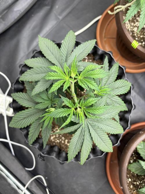 Lemon Cherry Gelato. Week 5