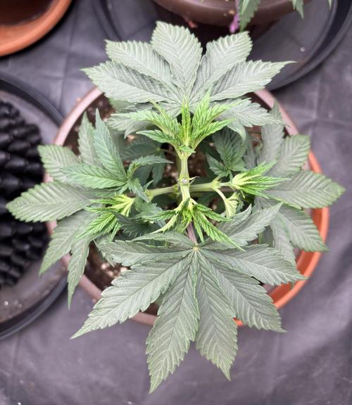 Lemon Cherry Gelato. Week 5