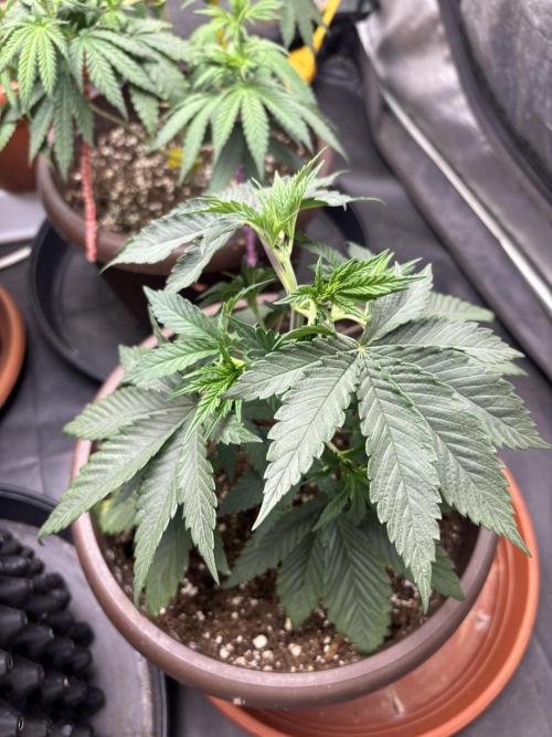 Lemon Cherry Gelato. Week 5