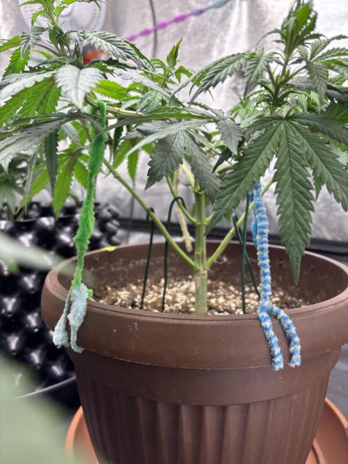 Lemon Cherry Gelato. Week 5